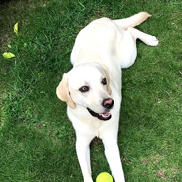 Keys���[�L�[�i�{�[�_�[�R���[�j�j 